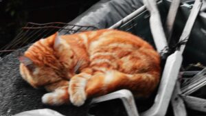 睡眠
