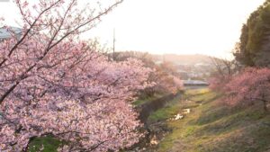 お花見