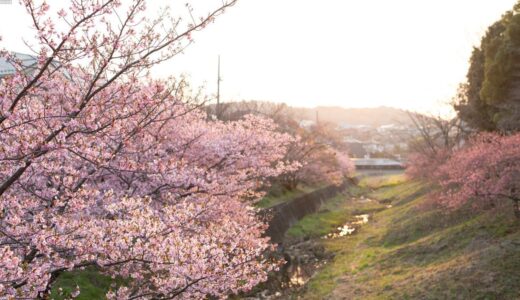 今年のお花見は近所の公園で十分だと気づいた