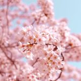 今年のお花見は近所の公園で十分だと気づいた