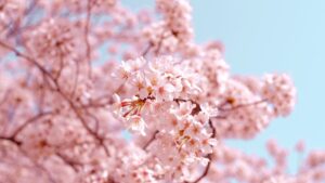 桜の花びら