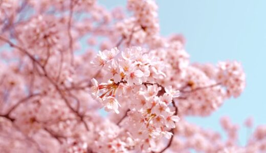 今年のお花見は近所の公園で十分だと気づいた
